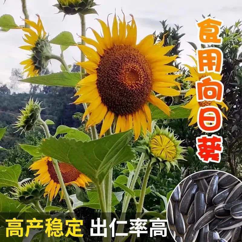 食用大向日葵种子易种高产瓜子种大颗粒型向日葵花籽大田种植种子