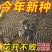 食用大向日葵种子易种高产瓜子种大颗粒型向日葵花籽大田种植种子