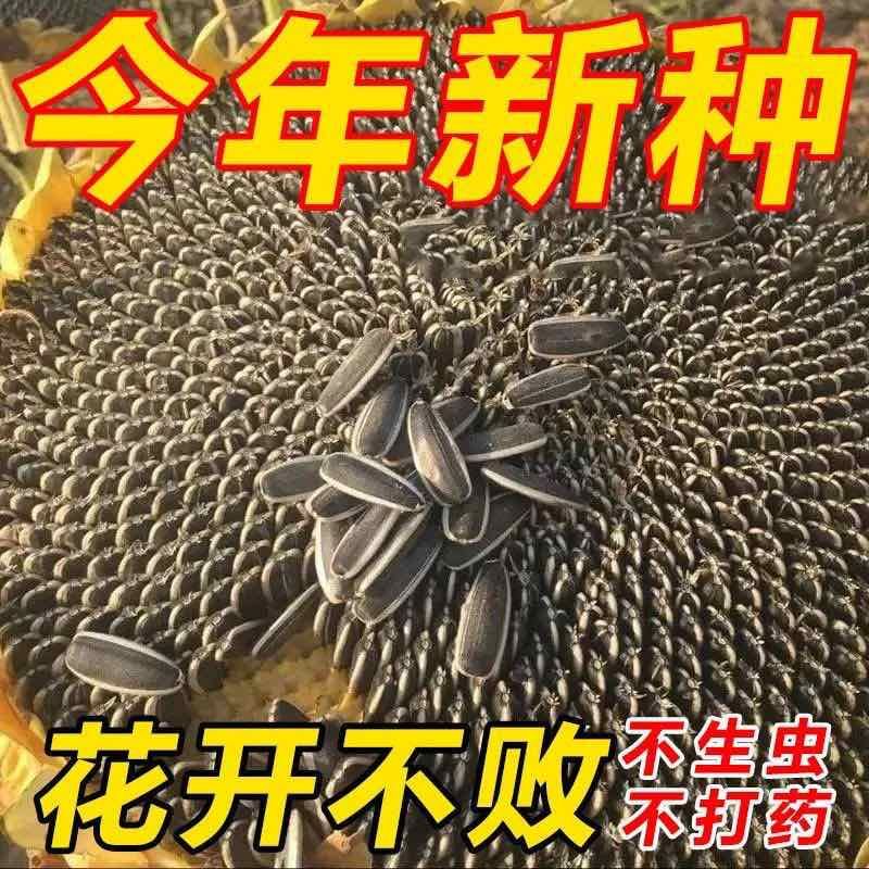 食用大向日葵种子易种高产瓜子种大颗粒型向日葵花籽大田种植种子