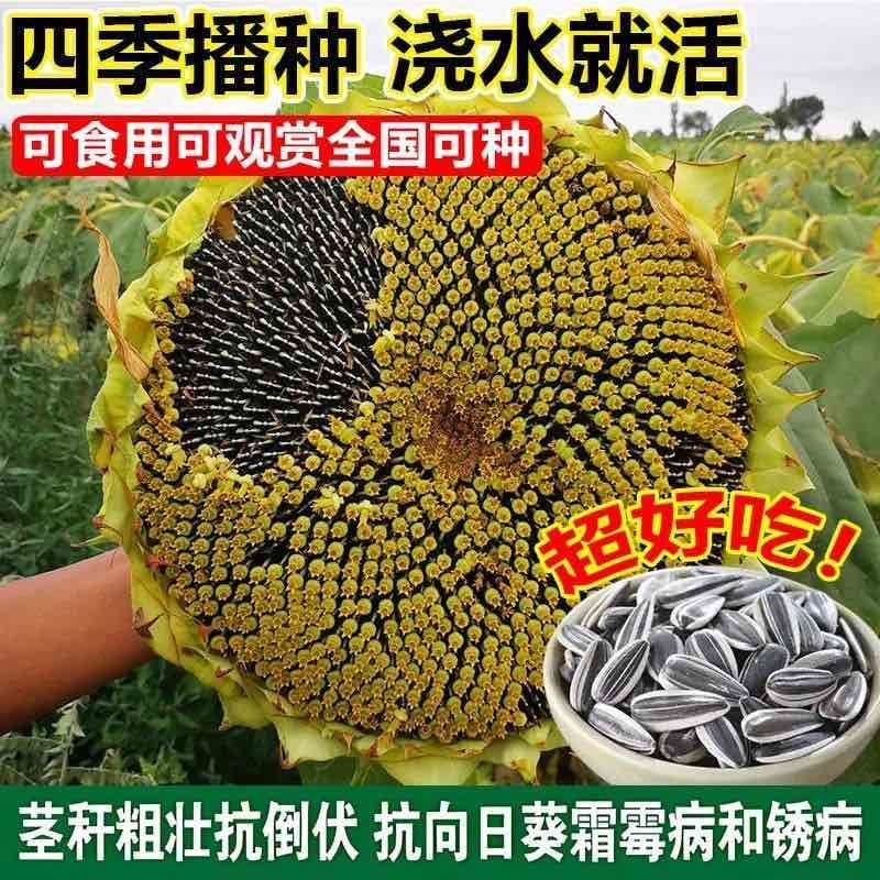 食用大向日葵种子易种高产瓜子种大颗粒型向日葵花籽大田种植种子