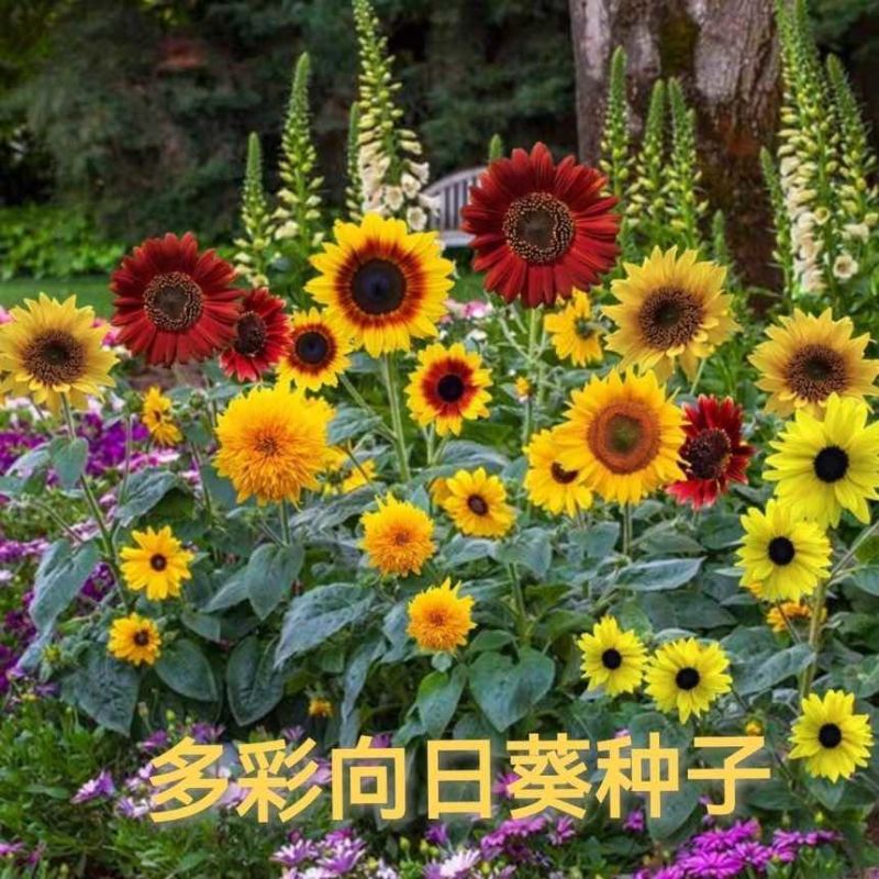 【48小时发货】向日葵种子观赏多彩花种籽种子室内四季庭院盆栽
