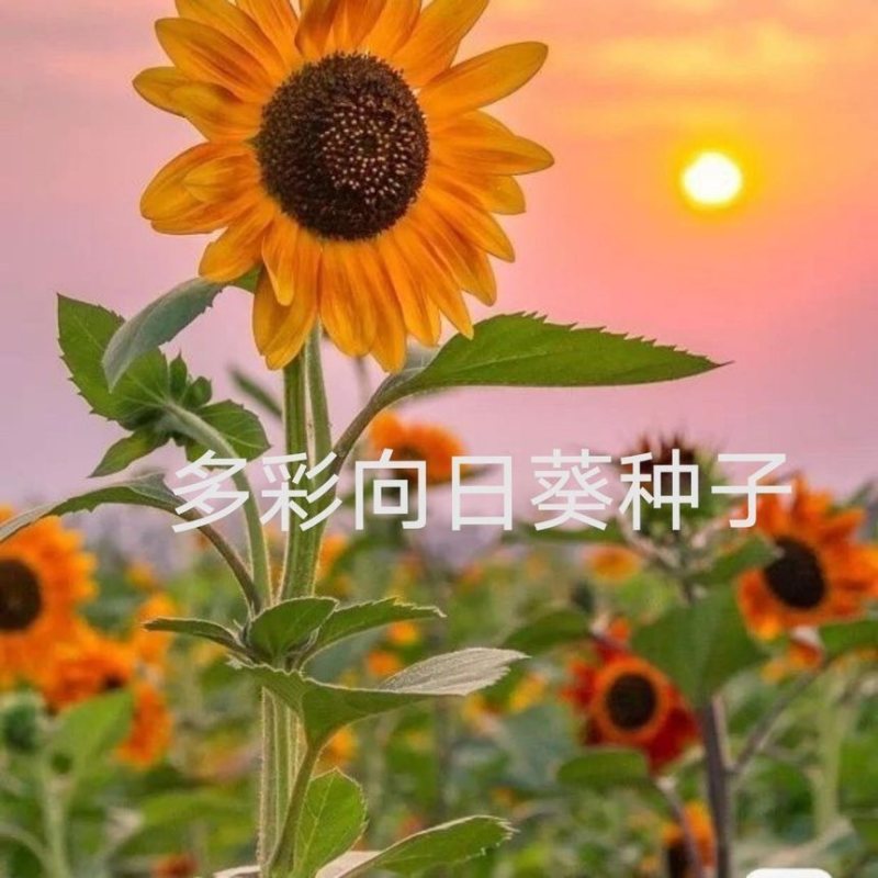【48小时发货】向日葵种子观赏多彩花种籽种子室内四季庭院盆栽