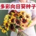 【48小时发货】向日葵种子观赏多彩花种籽种子室内四季庭院盆栽
