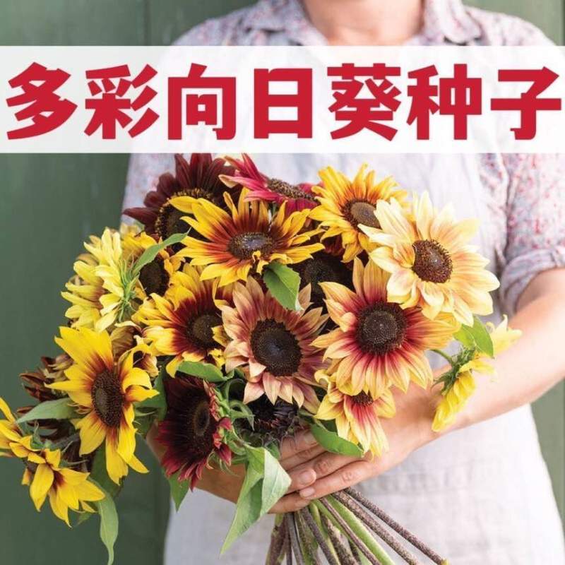 【48小时发货】向日葵种子观赏多彩花种籽种子室内四季庭院盆栽