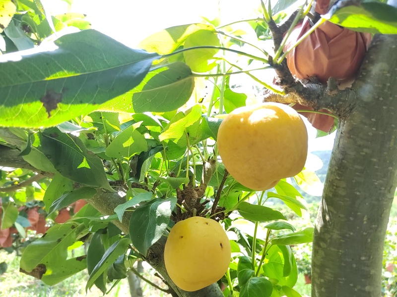 高山黄金梨，皮薄果肉细腻、果核小汁水多。