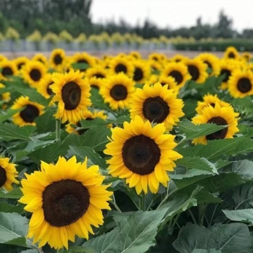 向日葵种孑切花黑心矮生迷你四季开花种籽子观赏盆栽种子
