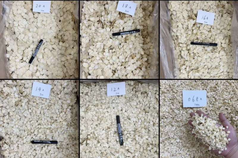 东北吉林长白山西洋参片全规格现货批发量大价优颜色白