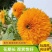 重瓣矮脚向日葵种子观赏小型玩具熊向日葵耐旱耐热盆栽庭院花卉