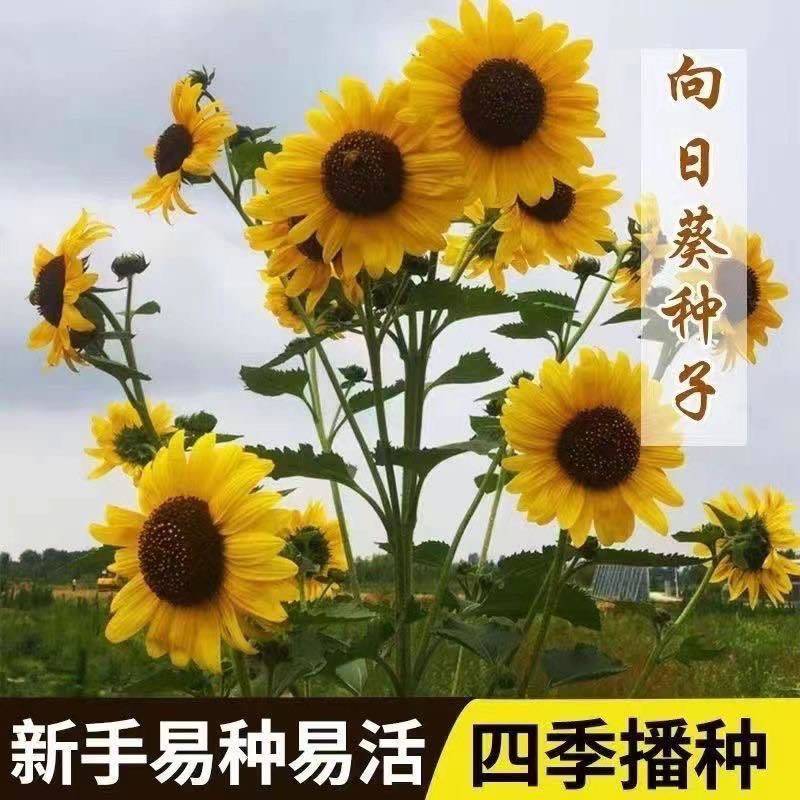 多头向日葵种子矮生切花向日葵种子籽食用葵阳台室内外四季花种子