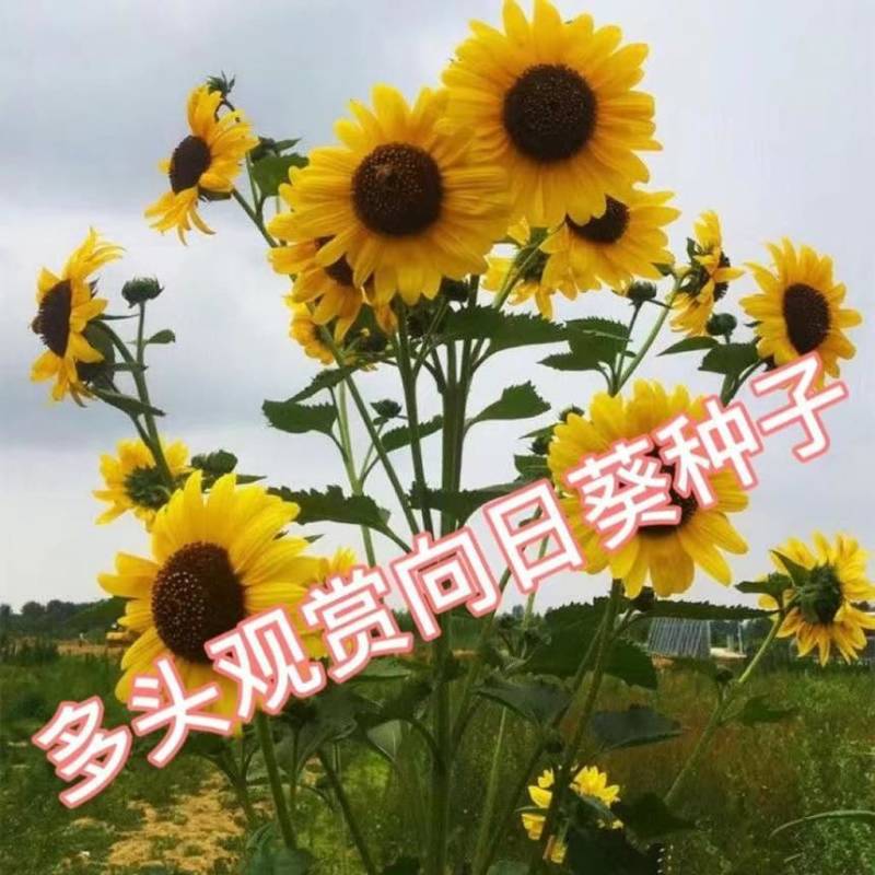 多头向日葵种子矮生切花向日葵种子籽食用葵阳台室内外四季花种子