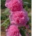 黄蜀葵根蜀葵花蜀葵叶子蜀葵货真价实蜀葵全草切小段