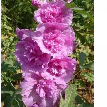 黄蜀葵根蜀葵花蜀葵叶子蜀葵货真价实蜀葵全草切小段