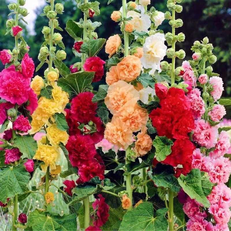重瓣蜀葵花种籽子四季播种开花卉室外易活花籽种籽庭院花种孑种植