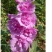 重瓣蜀葵花种籽子四季播种开花卉室外易活花籽种籽庭院花种孑种植