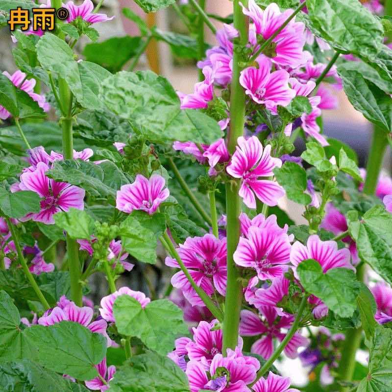 锦葵种子多年生荆葵钱葵花田花境园林绿化耐旱庭院观赏地被小钱花