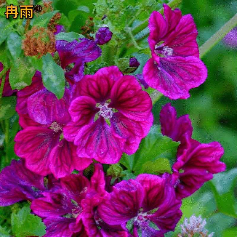 锦葵种子多年生荆葵钱葵花田花境园林绿化耐旱庭院观赏地被小钱花