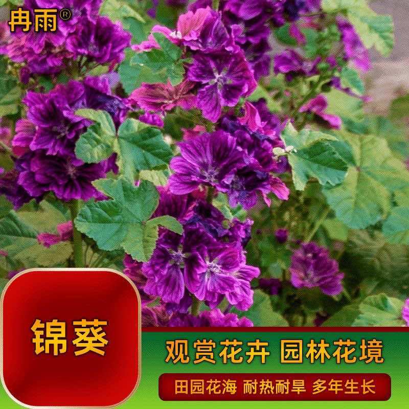 锦葵种子多年生荆葵钱葵花田花境园林绿化耐旱庭院观赏地被小钱花