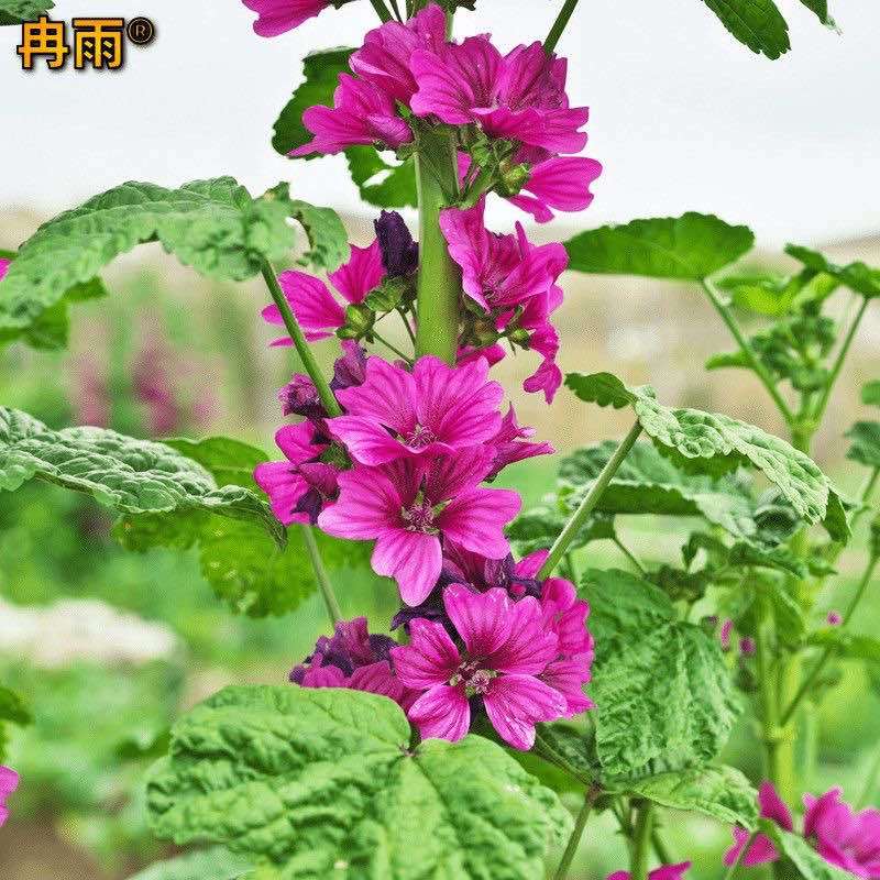 锦葵种子多年生荆葵钱葵花田花境园林绿化耐旱庭院观赏地被小钱花