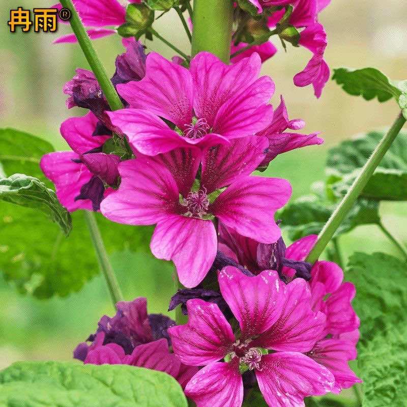 锦葵种子多年生荆葵钱葵花田花境园林绿化耐旱庭院观赏地被小钱花