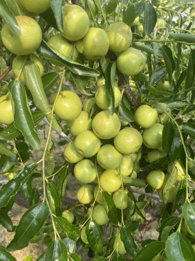 沾化冬枣