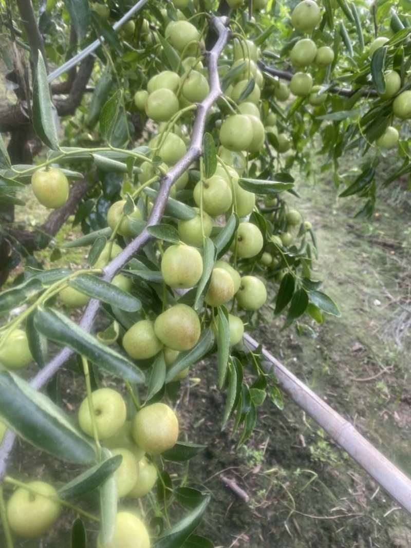 沾化冬枣