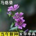 马落葵马络葵种孑香草种子盆栽科花卉种子锦葵香草种子庭院种子
