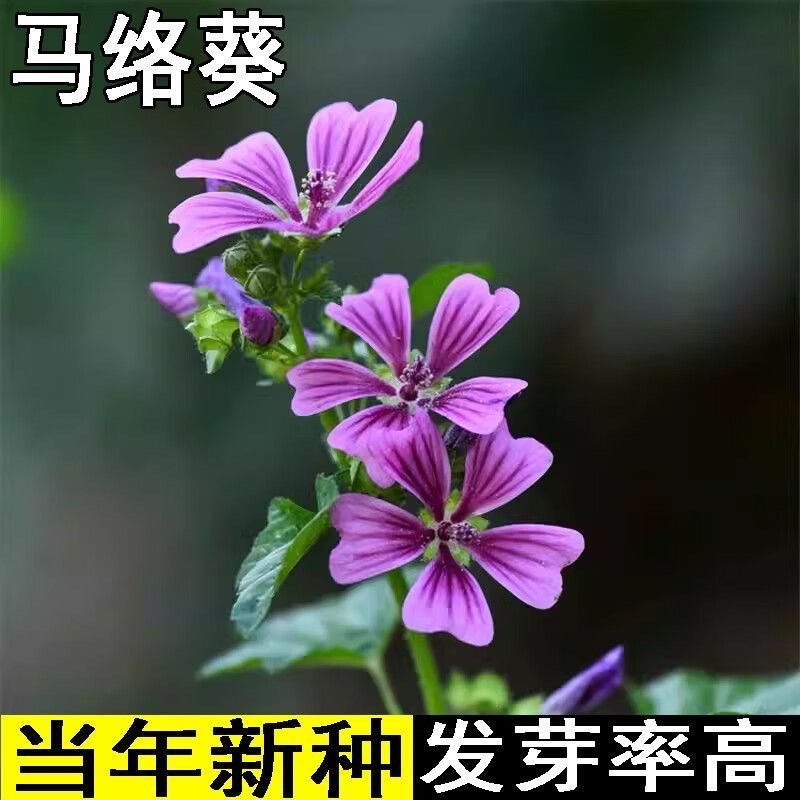 马落葵马络葵种孑香草种子盆栽科花卉种子锦葵香草种子庭院种子