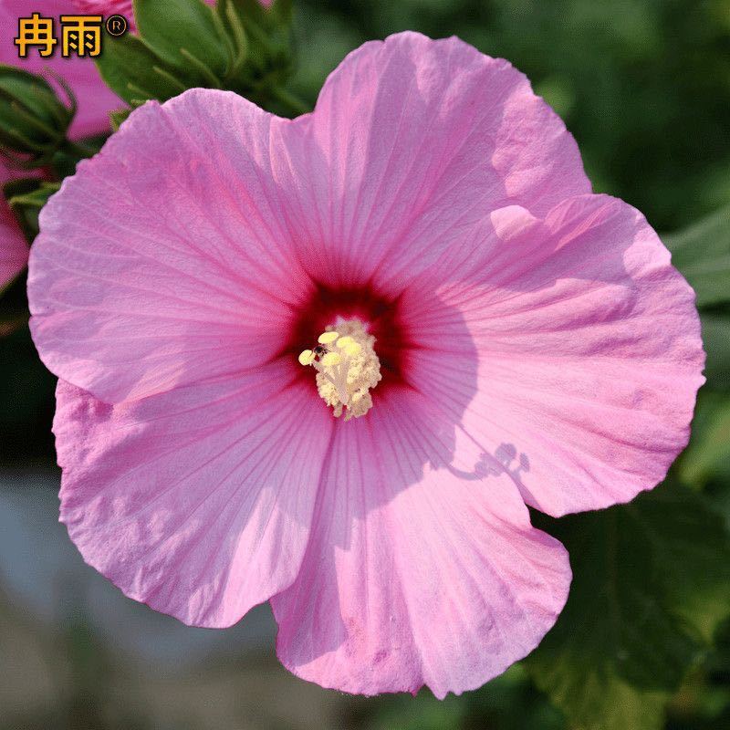 大花秋葵种子芙蓉葵花海庭院花境宿根花期长园林绿化耐热花草种籽