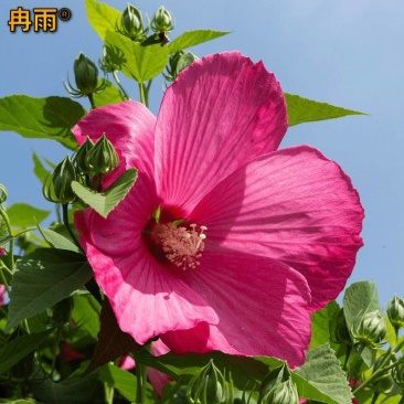 大花秋葵种子芙蓉葵花海庭院花境宿根花期长园林绿化耐热花草种籽