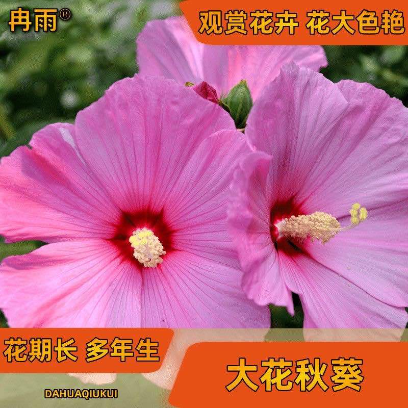 大花秋葵种子芙蓉葵花海庭院花境宿根花期长园林绿化耐热花草种籽