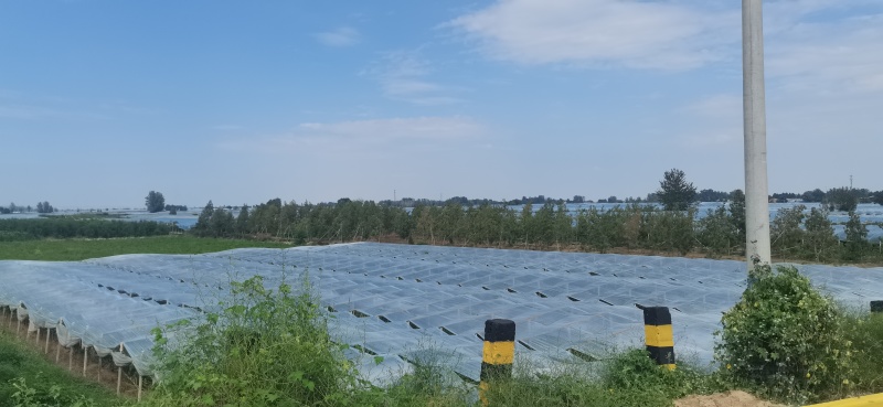 大荔冬枣礼盒包装供应