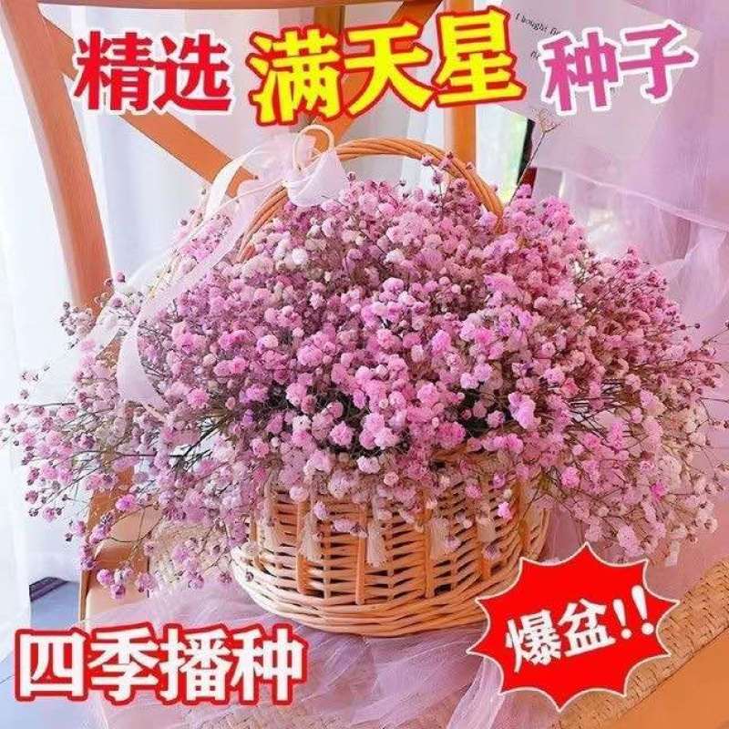 重瓣七彩满天星种子四季开花爆盆阳台懒人盆栽室内外观赏花卉种籽