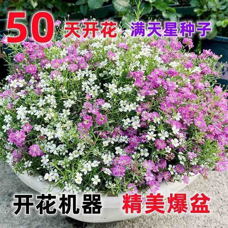 重瓣七彩满天星种子四季开花爆盆阳台懒人盆栽室内外观赏花卉种籽