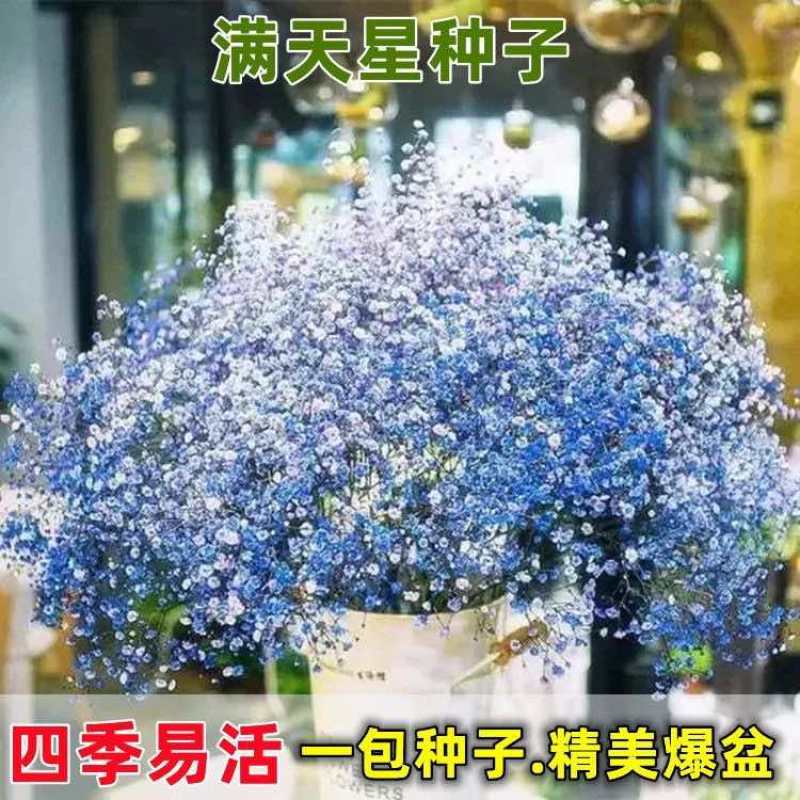 重瓣七彩满天星种子四季开花爆盆阳台懒人盆栽室内外观赏花卉种籽