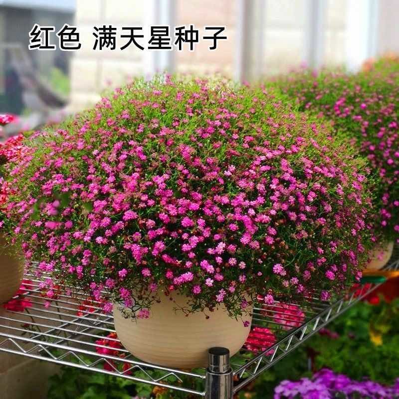 重瓣七彩满天星种子四季开花爆盆阳台懒人盆栽室内外观赏花卉种籽