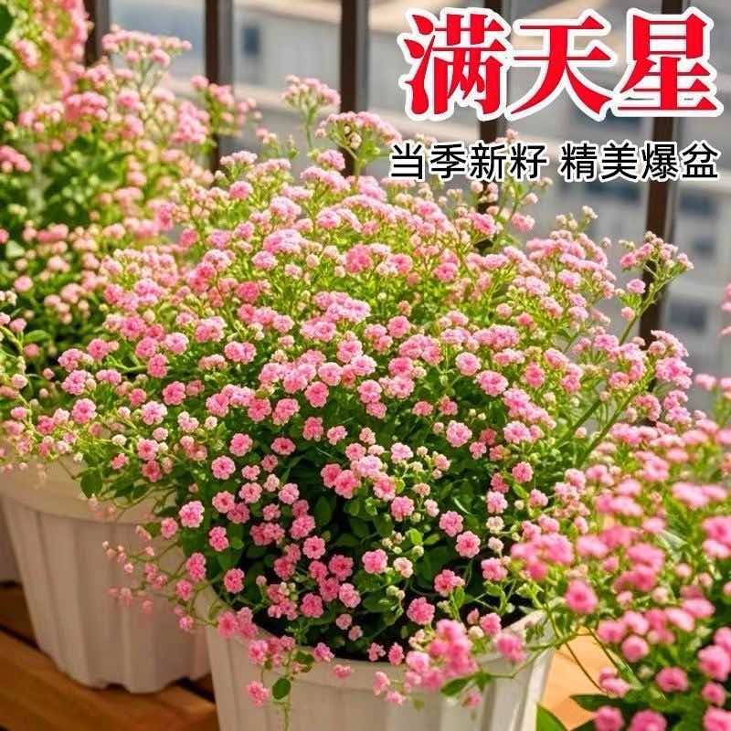 重瓣七彩满天星种子四季开花爆盆阳台懒人盆栽室内外观赏花卉种籽
