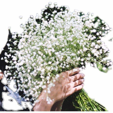 重瓣率约60%多年生石竹科切花型满天星种子白色重瓣春秋易播