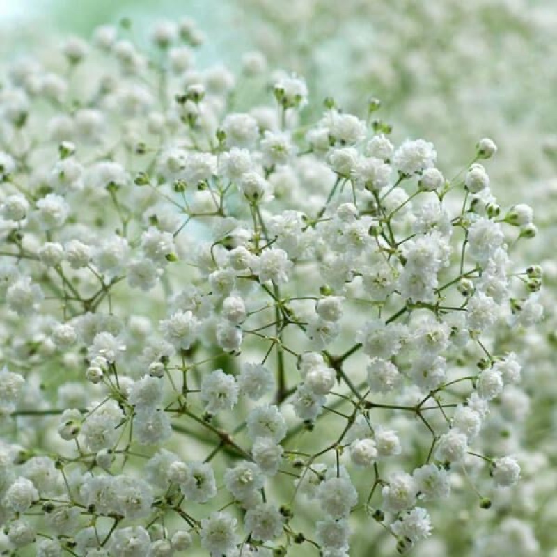 重瓣率约60%多年生石竹科切花型满天星种子白色重瓣春秋易播