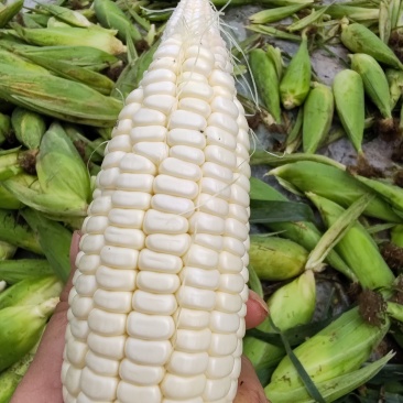糯玉米粒