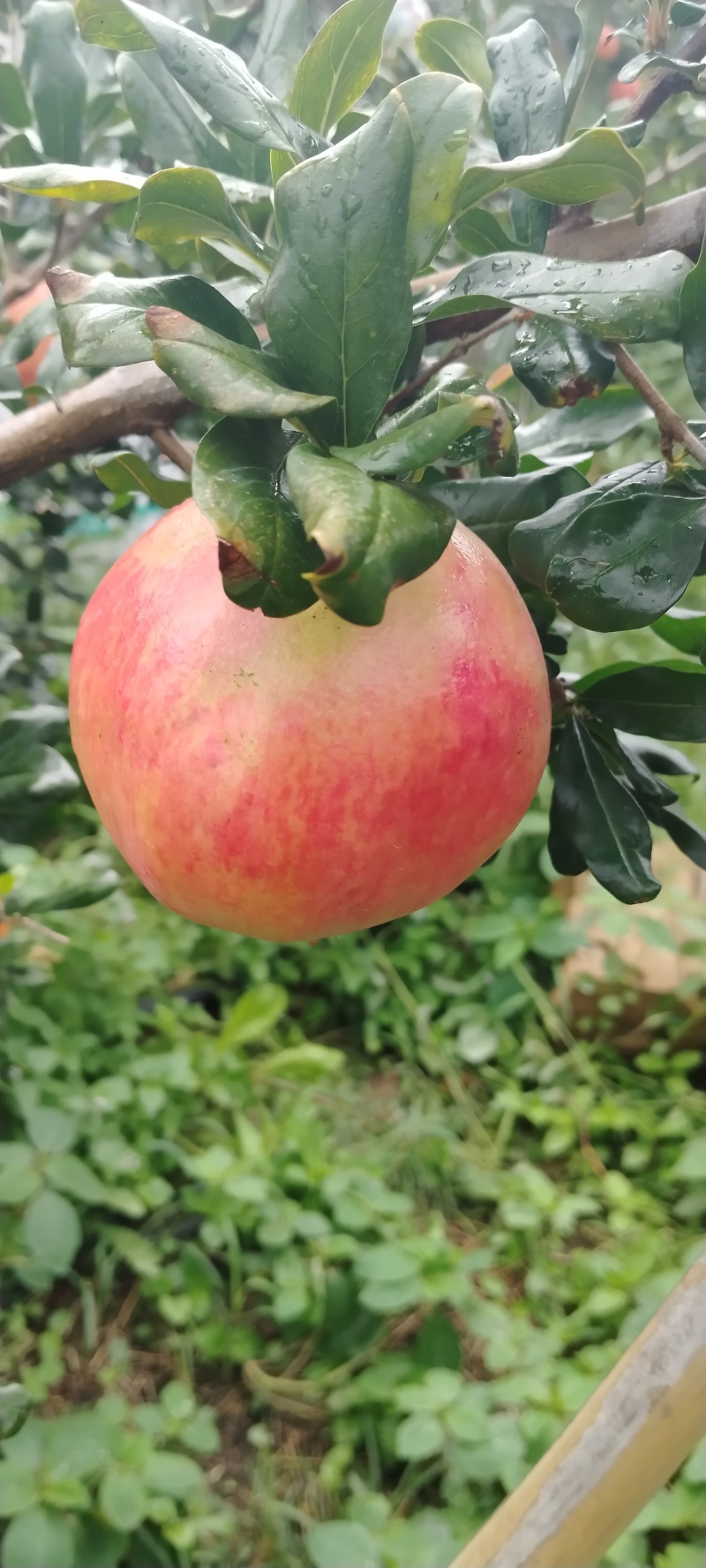 突尼斯软籽石榴