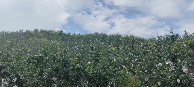 突尼斯软籽石榴