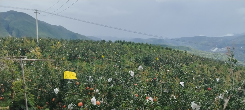 突尼斯软籽石榴