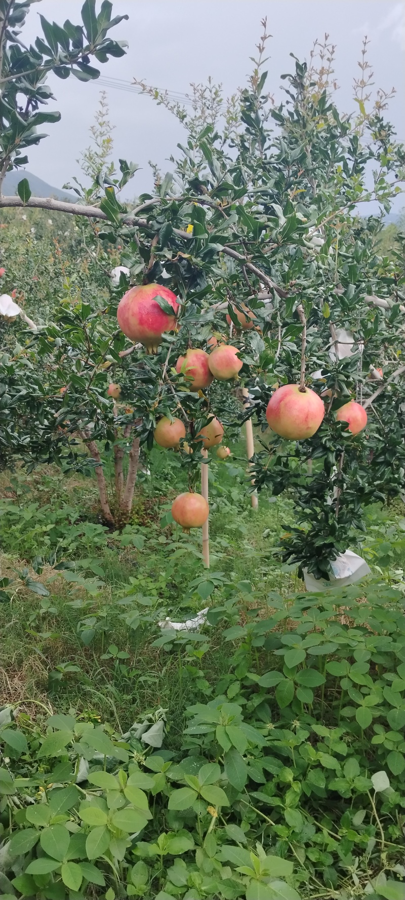 突尼斯软籽石榴