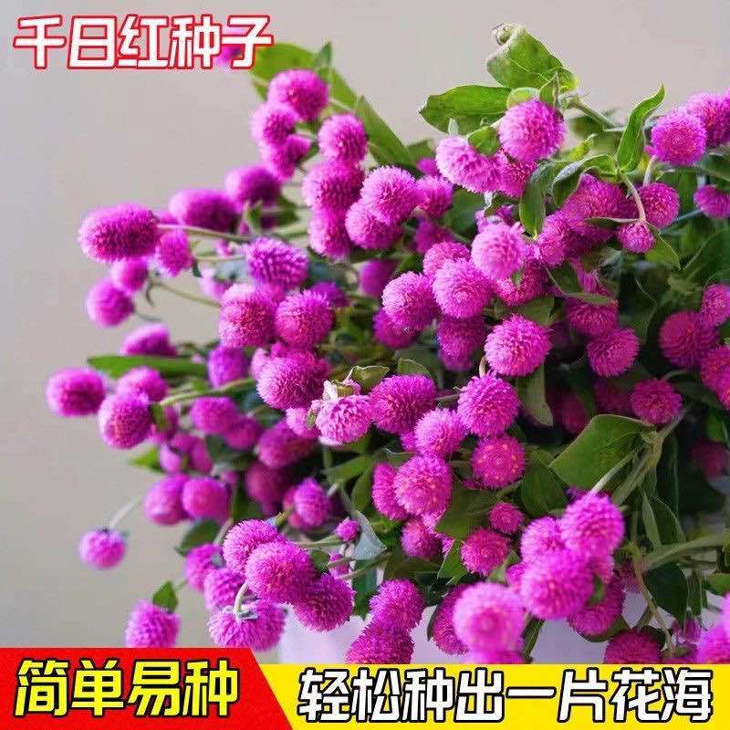 四季花种子千日红百日红火球庭院景观绿化花卉易活花籽千日紫种子