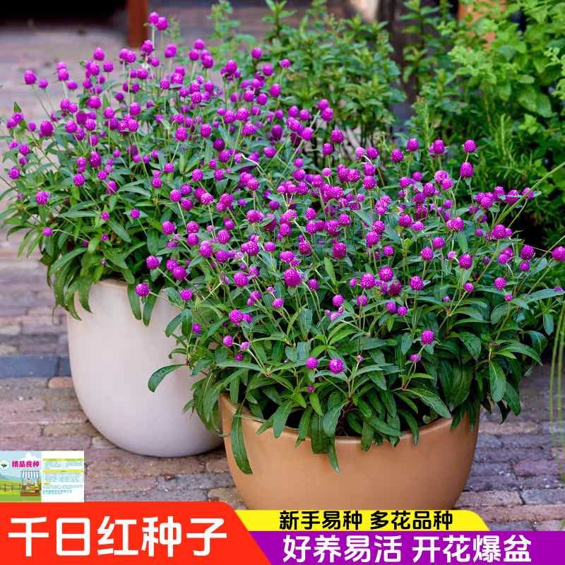 四季花种子千日红百日红火球庭院景观绿化花卉易活花籽千日紫种子