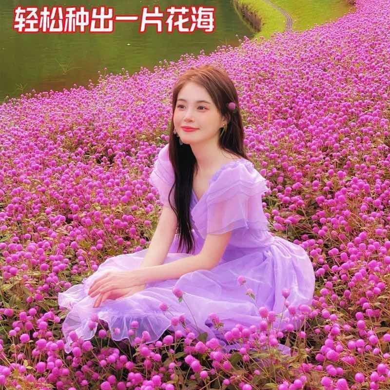 四季花种子千日红百日红火球庭院景观绿化花卉易活花籽千日紫种子