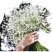 四季花种子千日红百日红火球庭院景观绿化花卉易活花籽千日紫种子