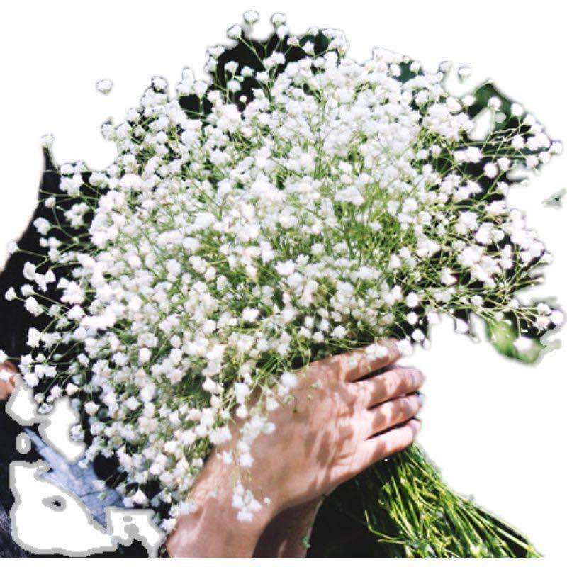 四季花种子千日红百日红火球庭院景观绿化花卉易活花籽千日紫种子