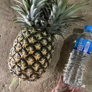 西双版纳凤梨
