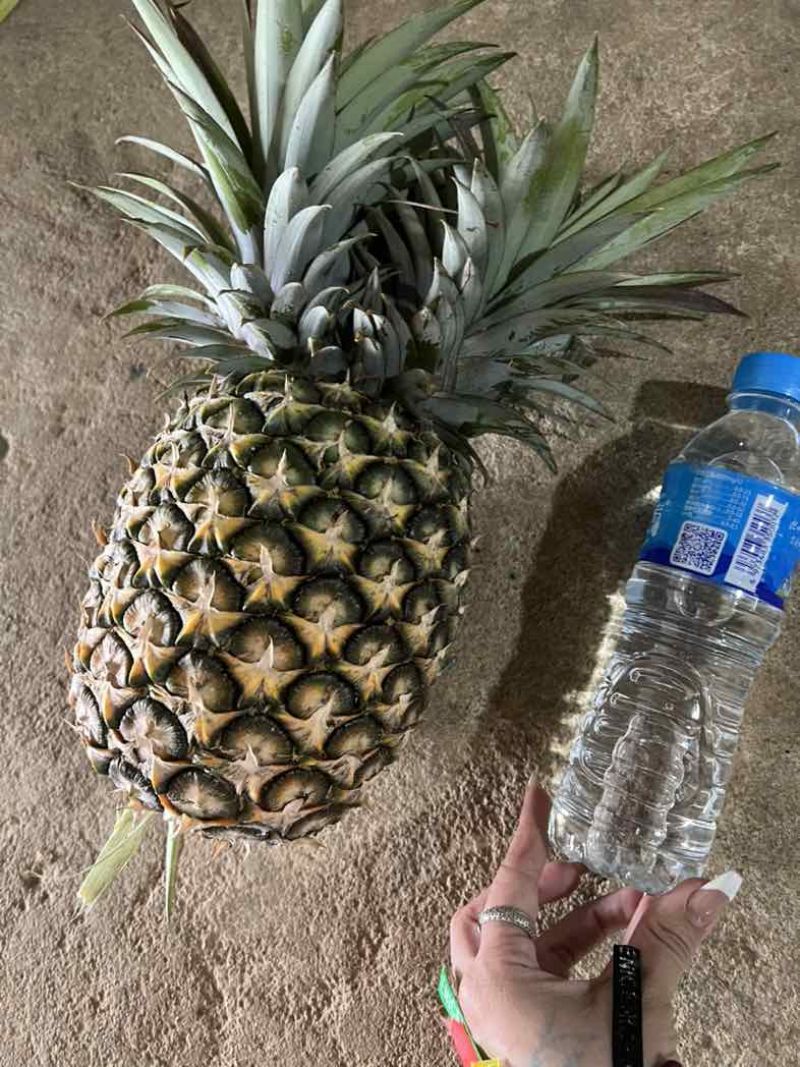 西双版纳凤梨